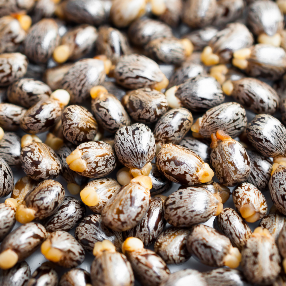 Castor Oil Seeds